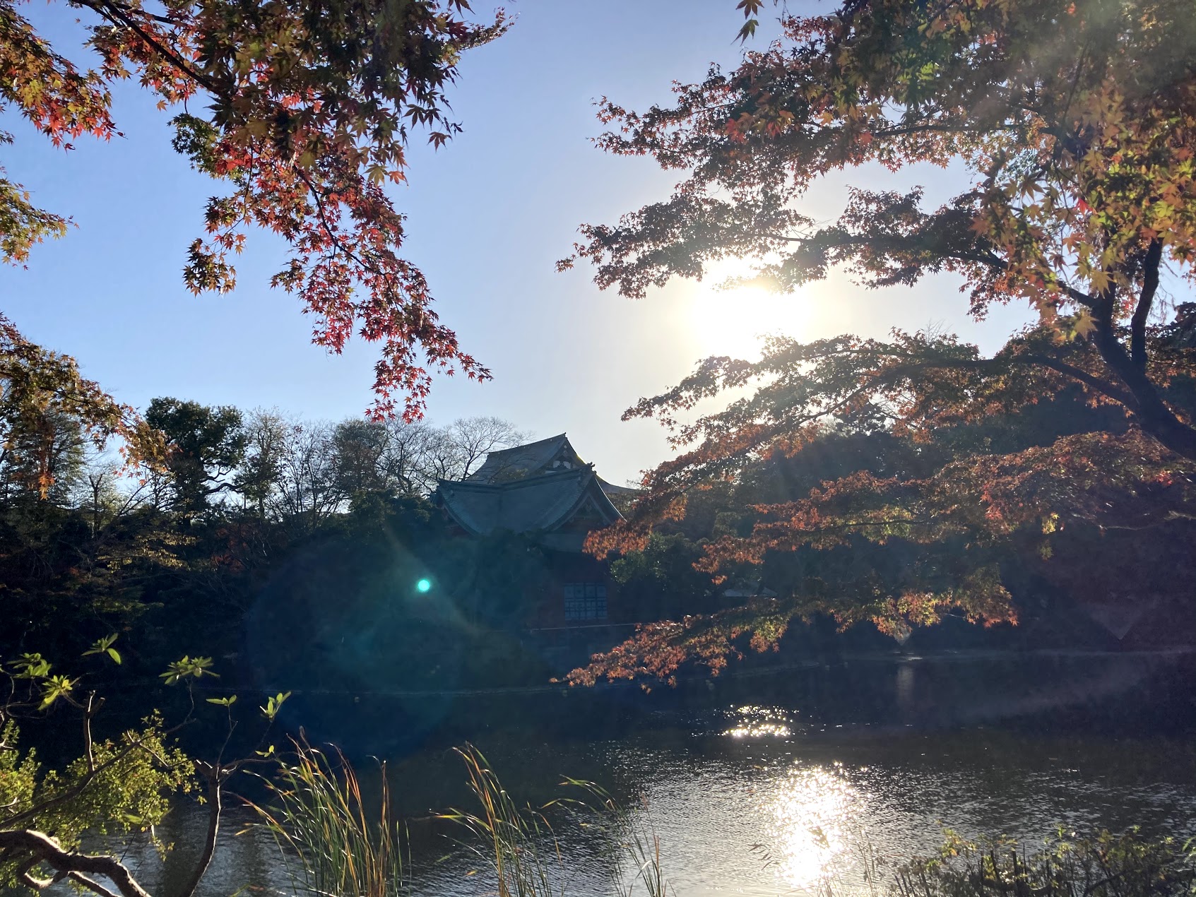 11/22　吉祥寺散歩　～井之頭公園散策～